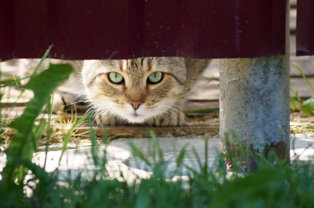 cat-peering-under-fence-line