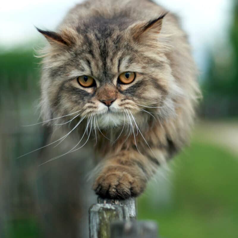 cat-walking-along-the-top-of-a-wood-fence