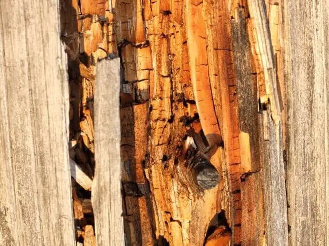 close-up-of-wood-dry-rot